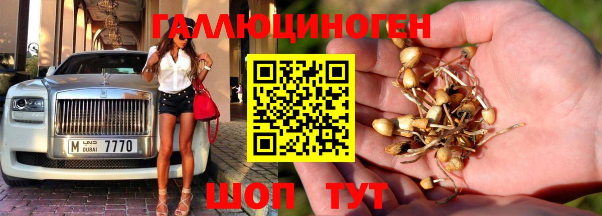 Галлюциногенные грибы Cubensis Малгобек